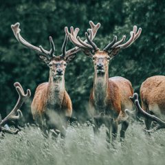 Edelherten Spotten en tevens wandeling door ´t Groene Woud